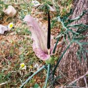 Image of Dracunculus vulgaris  Schott.