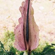 Image of Dracunculus vulgaris  Schott.