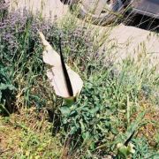 Image of Dracunculus vulgaris  Schott.