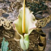 Image of Dracunculus vulgaris  Schott.