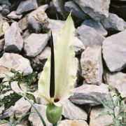 Image of Dracunculus vulgaris  Schott.