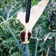 Image of Dracunculus vulgaris  Schott.