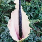 Image of Dracunculus vulgaris  Schott.