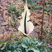 Image of Dracunculus vulgaris  Schott.