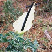 Image of Dracunculus vulgaris  Schott.