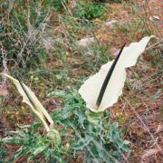 Image of Dracunculus vulgaris  Schott.