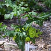 Image of Dracunculus vulgaris  Schott.