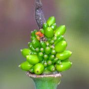 Image of Dracunculus vulgaris  Schott.