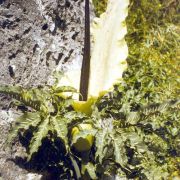 Image of Dracunculus vulgaris  Schott.