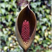 Image of Gorgonidium intermedium  (Bogner) E.G. GonÃ§.    	.