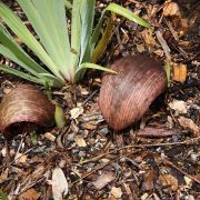 Image of Gorgonidium vermicidum  (Speg.) Bogner & Nicolson.