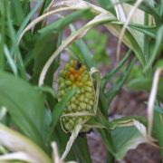 Image of Helicodiceros muscivorus  (L.f.) Engl..