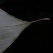 Image of Hestia longifolia  (Ridl.) S.Y. Wong & P.C. Boyce.