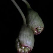 Image of Hestia longifolia  (Ridl.) S.Y. Wong & P.C. Boyce.