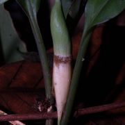 Image of Hestia longifolia  (Ridl.) S.Y. Wong & P.C. Boyce.