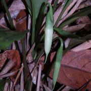 Image of Hestia longifolia  (Ridl.) S.Y. Wong & P.C. Boyce.