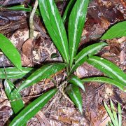 Image of Hestia longifolia  (Ridl.) S.Y. Wong & P.C. Boyce.