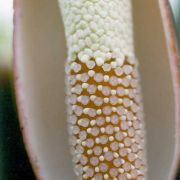 Image of Homalomena rubescens  Kunth.