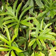 Image of Lasia spinosa  (L.) Thwaites..