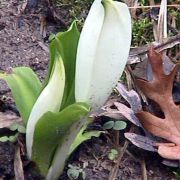 Image of Lysichiton camtschatcensis  (L.) Schott.