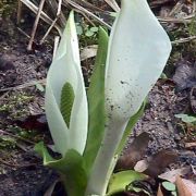 Image of Lysichiton camtschatcensis  (L.) Schott.