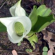 Image of Lysichiton camtschatcensis  (L.) Schott.