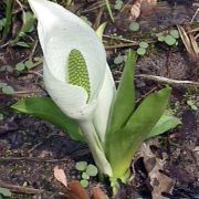 Image of Lysichiton camtschatcensis  (L.) Schott.