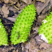 Image of Lysichiton camtschatcensis  (L.) Schott.