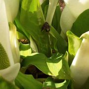 Image of Lysichiton camtschatcensis  (L.) Schott.