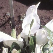 Image of Lysichiton camtschatcensis  (L.) Schott.