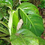 Image of Monstera egregia  Schott.