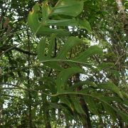 Image of Monstera gracilis  Engl..