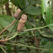 Image of Monstera gracilis  Engl..