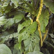 Image of Monstera lechleriana  Schott.