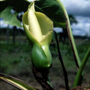 Image of Montrichardia arborescens  L.