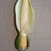 Image of Montrichardia arborescens  L.