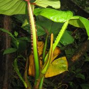 Image of Philodendron alatiundulatus  Croat.