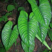 Image of Philodendron albovirescens  Sodiro ex Croat.