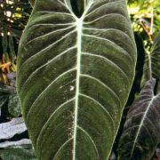 Image of Philodendron andreanum  Devans., Buchet & Guillaumin.