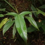 Image of Philodendron barrosoanum  G.S. Bunting.