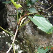 Image of Philodendron cardonii  Croat.