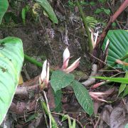 Image of Philodendron clarkei  Croat.