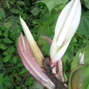 Image of Philodendron clarkei  Croat.