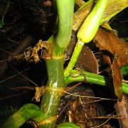 Image of Philodendron curvipetiolatum  Croat.