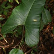 Image of Philodendron deflexum  Poepp. ex Schott.