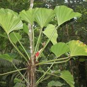 Image of Philodendron fragrantissimum  (Hook.) G. Don.