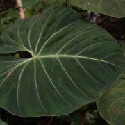 Image of Philodendron gloriosum  AndrÃ©.