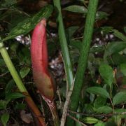 Image of Philodendron gloriosum  AndrÃ©.