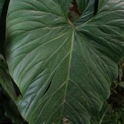 Image of Philodendron ornatum  Schott.