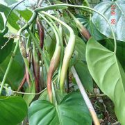 Image of Philodendron platypetiolatum  Madison.